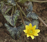Ranunculus ficaria 'Colette'